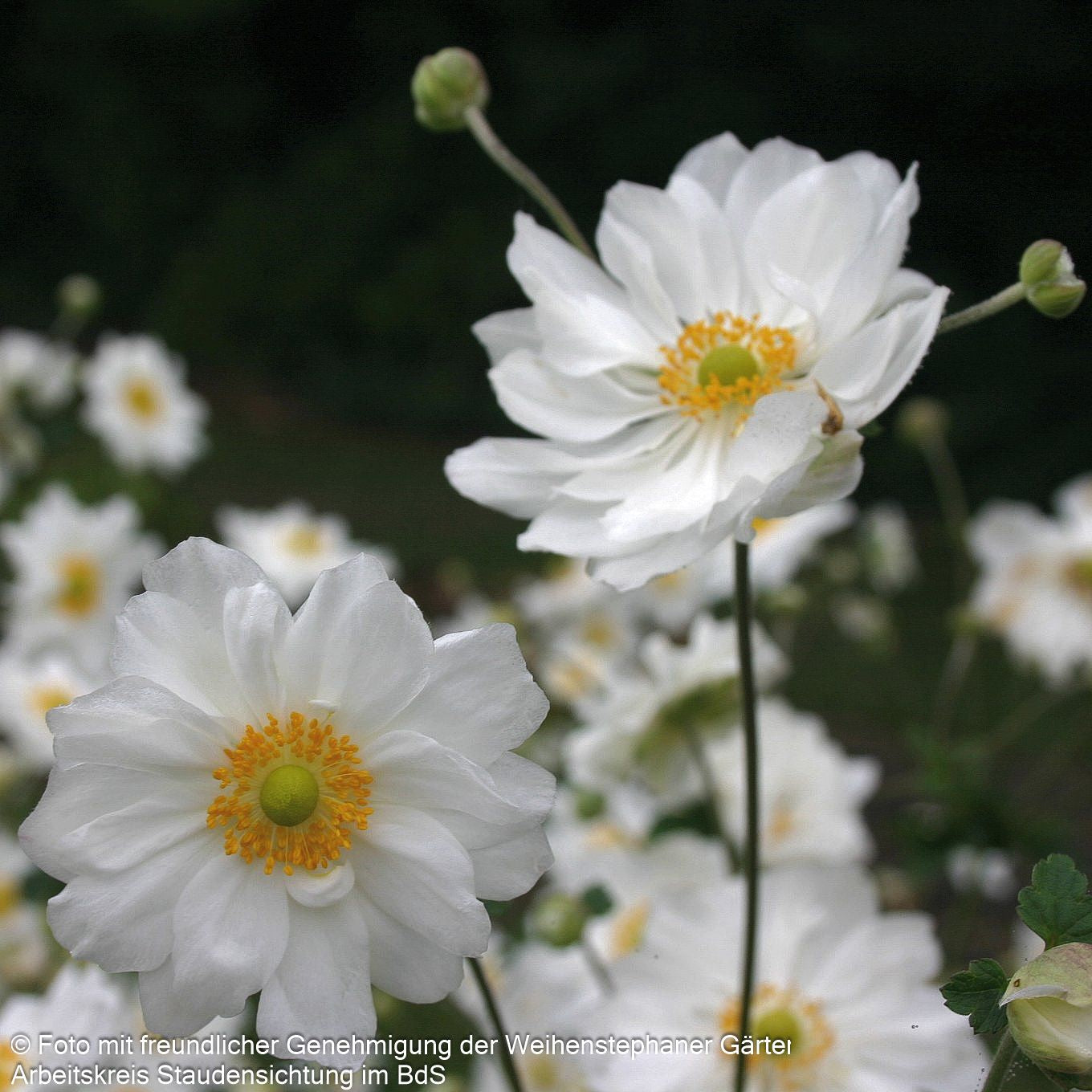 Herbst-Anemone 'Whirlwind' (Anemone japonica)