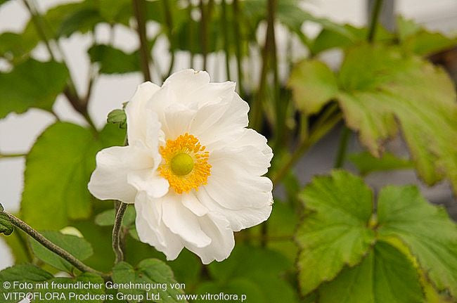 Herbst-Anemone 'Whirlwind' (Anemone japonica)