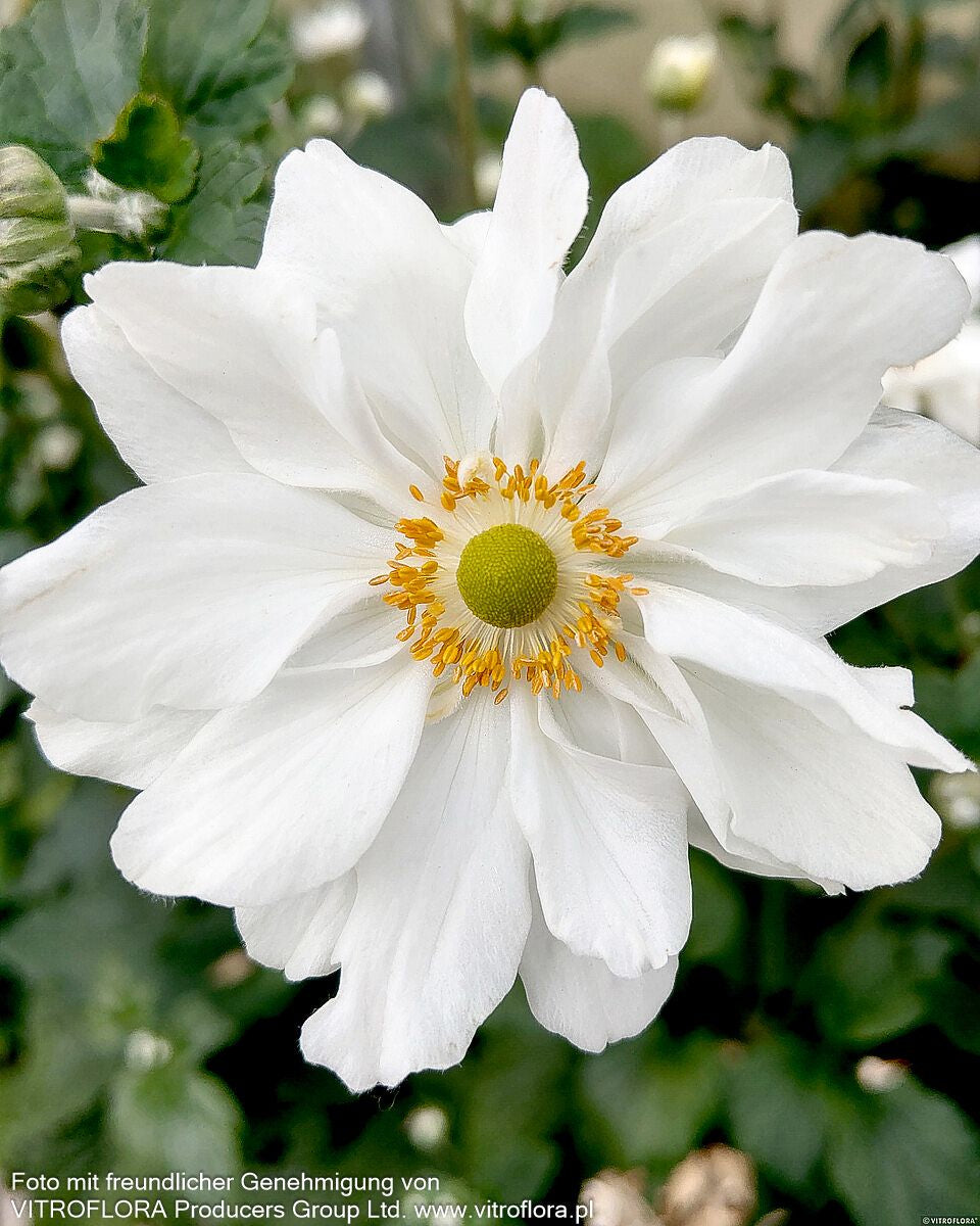 Herbst-Anemone 'Whirlwind' (Anemone japonica)
