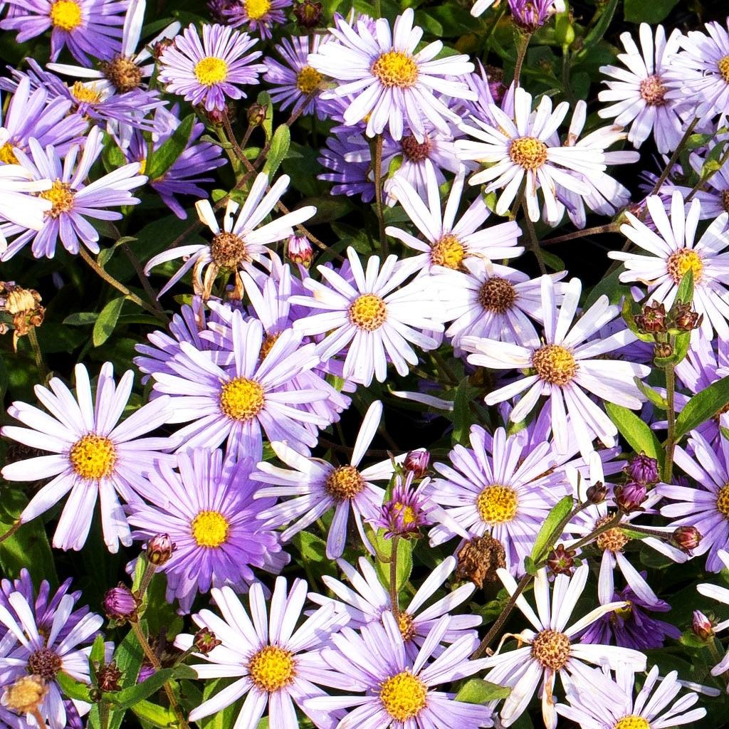 Herbst-Aster 'JS Barts Blue Beauty' (Aster x cult.)
