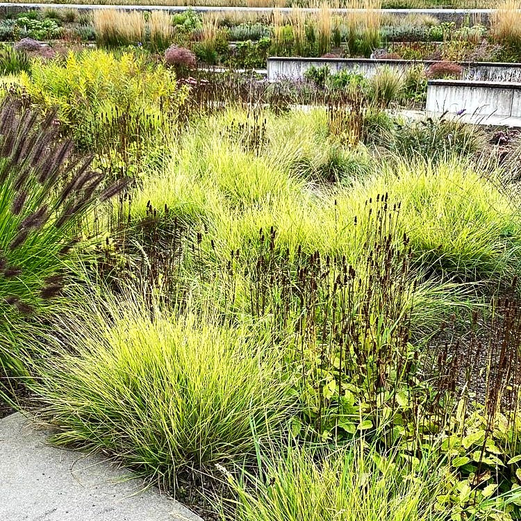 Herbst-Blaugras (Sesleria autumnalis)