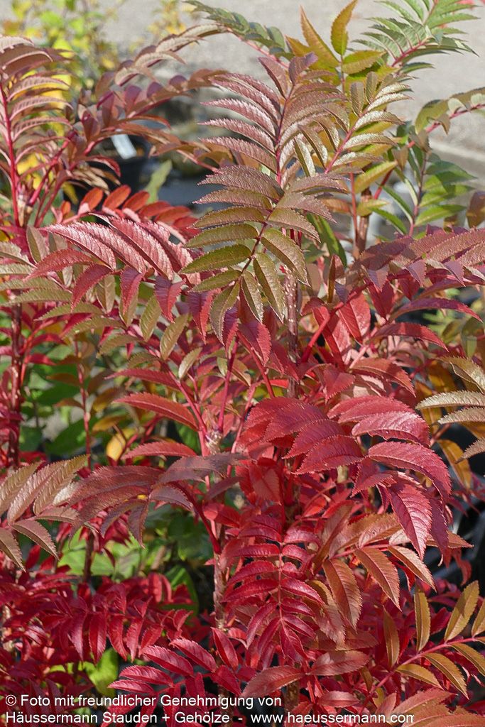 Herbst-Eberesche 'Autumn Spire' (Sorbus aucuparia)