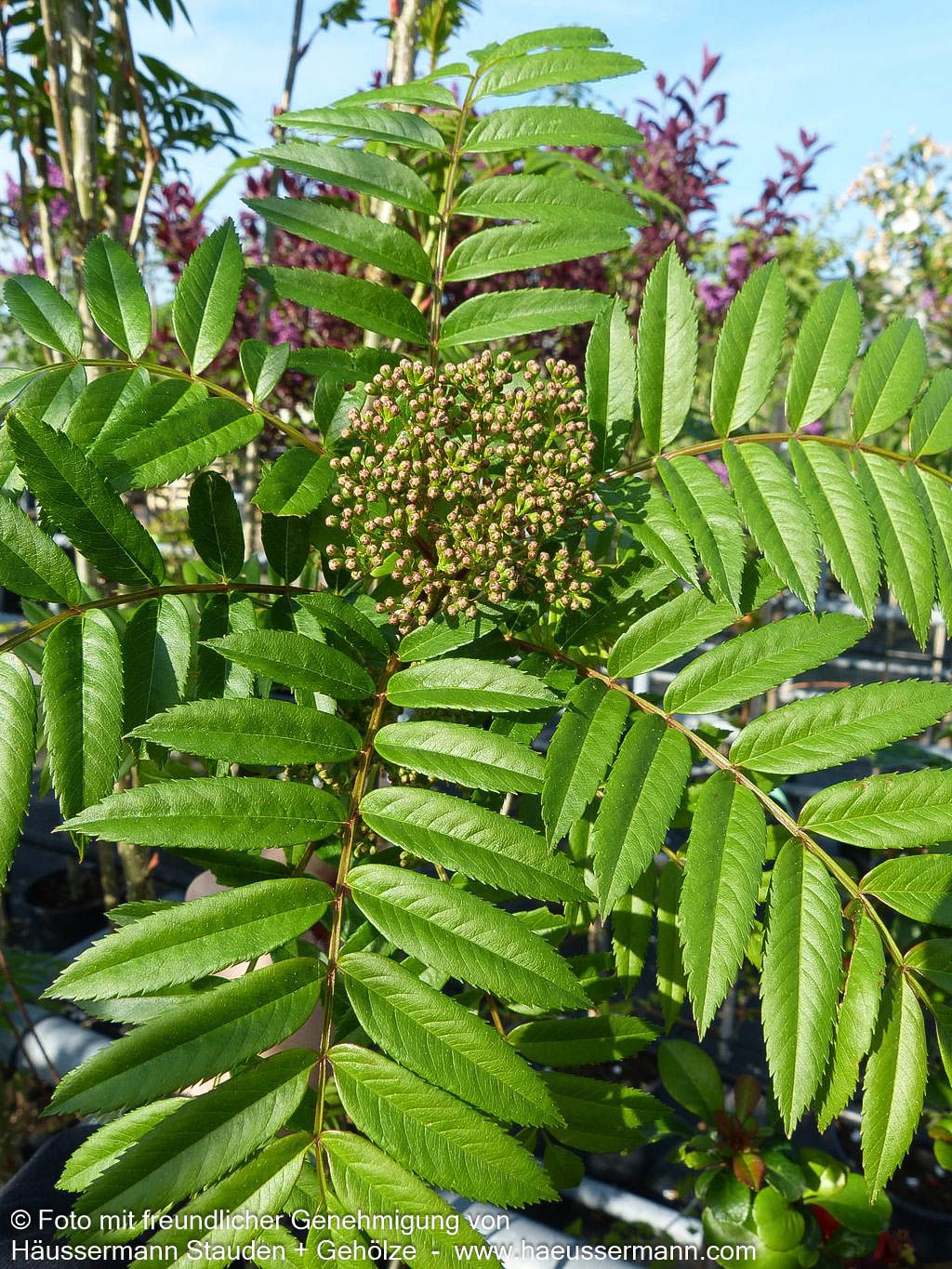 Herbst-Eberesche 'Autumn Spire' (Sorbus aucuparia)