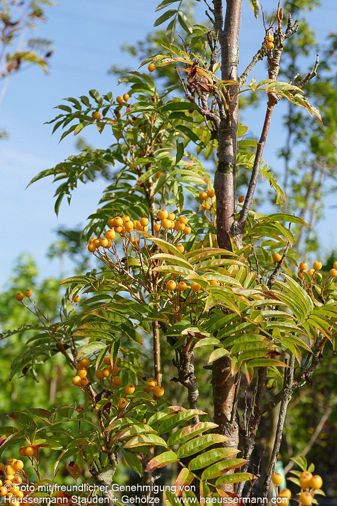 Herbst-Eberesche 'Autumn Spire' (Sorbus aucuparia)