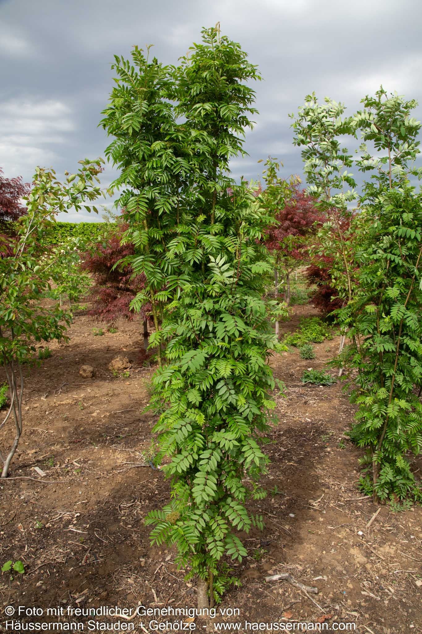 Herbst-Eberesche 'Autumn Spire' (Sorbus aucuparia)