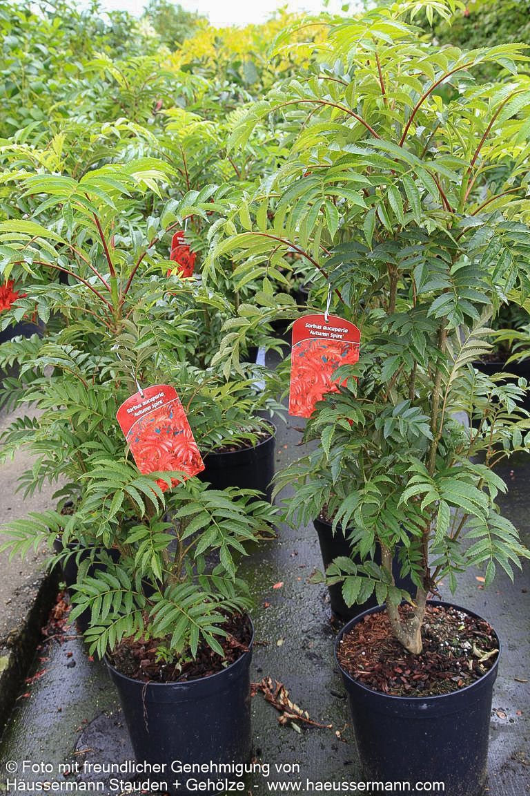 Herbst-Eberesche 'Autumn Spire' (Sorbus aucuparia)