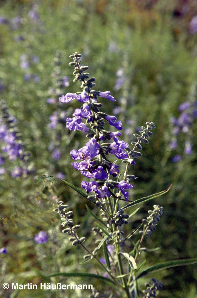 Herbst-Salbei, Prärie-Salbei 'Grandiflora' (Salvia azurea)