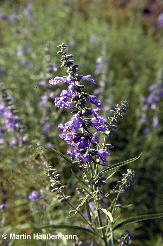 Herbst-Salbei, Prärie-Salbei 'Grandiflora' (Salvia azurea)