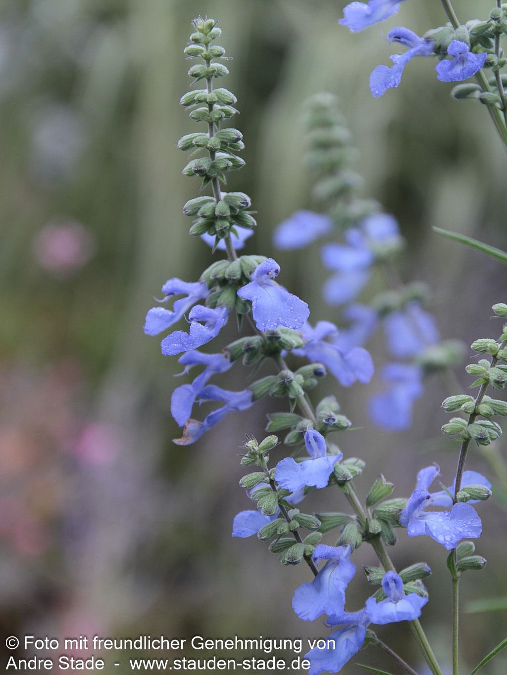 Herbst-Salbei, Prärie-Salbei 'Grandiflora' (Salvia azurea)