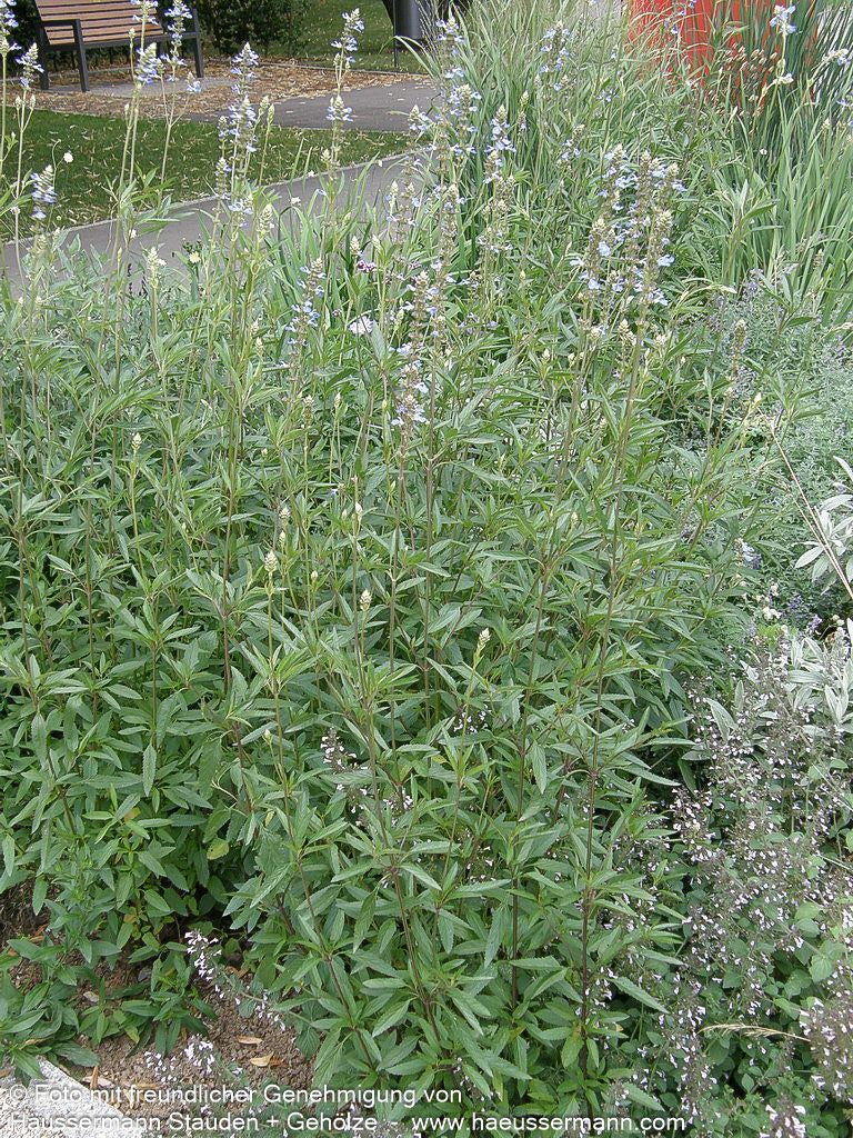 Herbst-Salbei, Prärie-Salbei 'Grandiflora' (Salvia azurea)