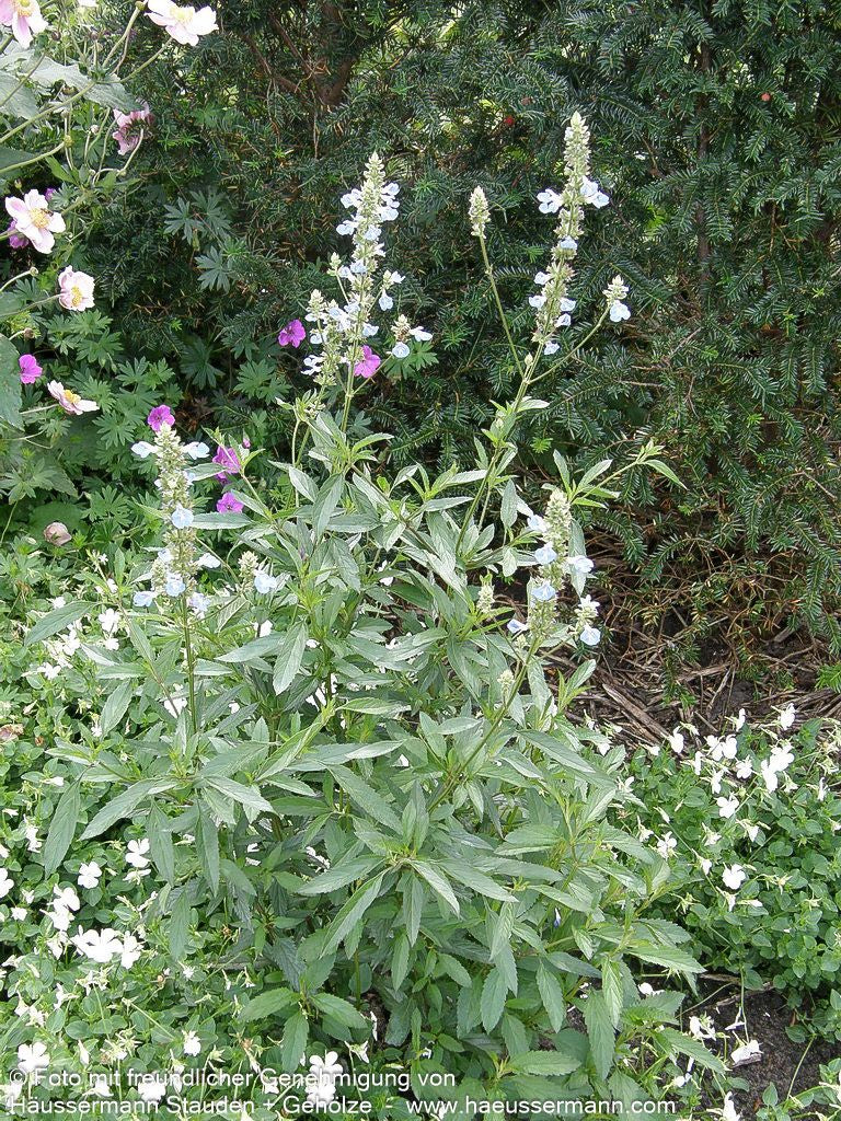 Herbst-Salbei, Prärie-Salbei 'Grandiflora' (Salvia azurea)