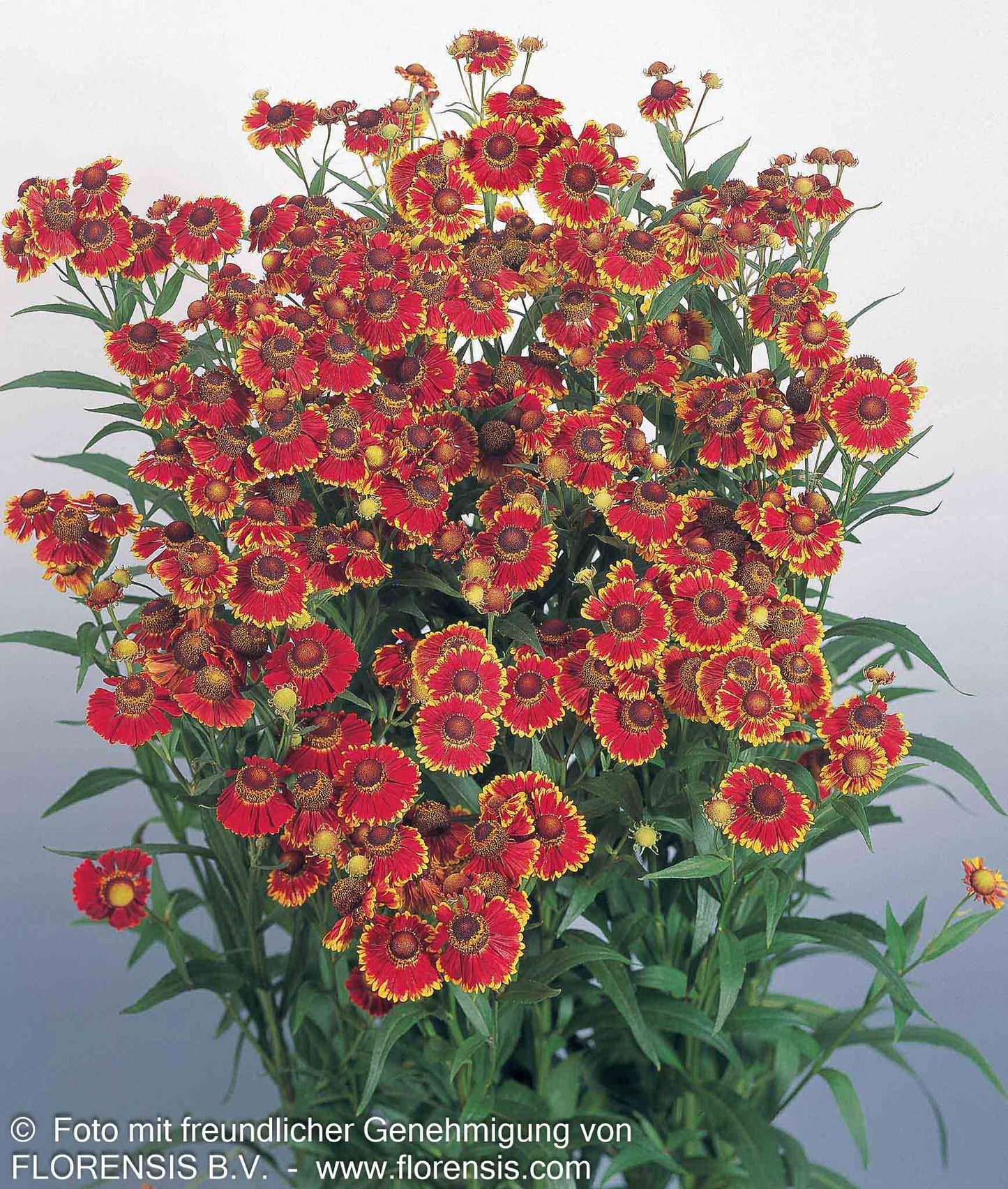 Herbst-Sonnenbraut 'Helena Red' (Helenium autumnale ,)