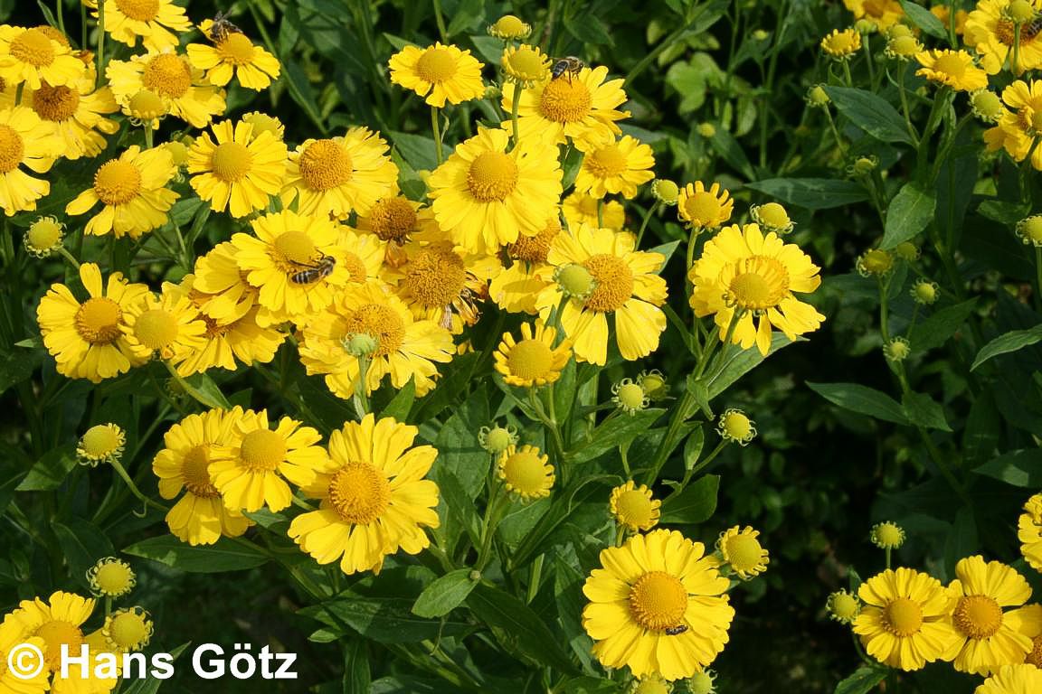 Herbst-Sonnenbraut 'Helena Yellow' (Helenium autumnale ,)
