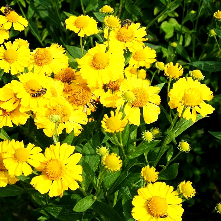 Herbst-Sonnenbraut 'Helena Yellow' (Helenium autumnale)