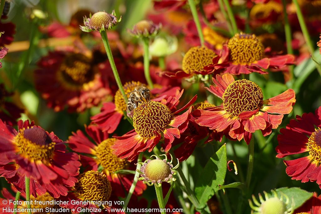 Herbst-Sonnenbraut 'Siesta' (Helenium autum. Mariachi-Ser.)
