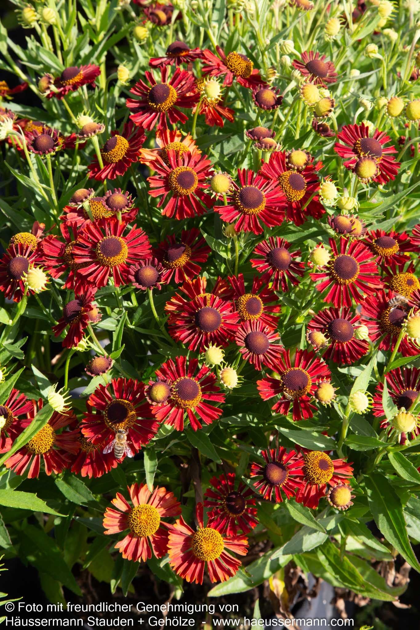 Herbst-Sonnenbraut 'Siesta' (Helenium autum. Mariachi-Ser.)