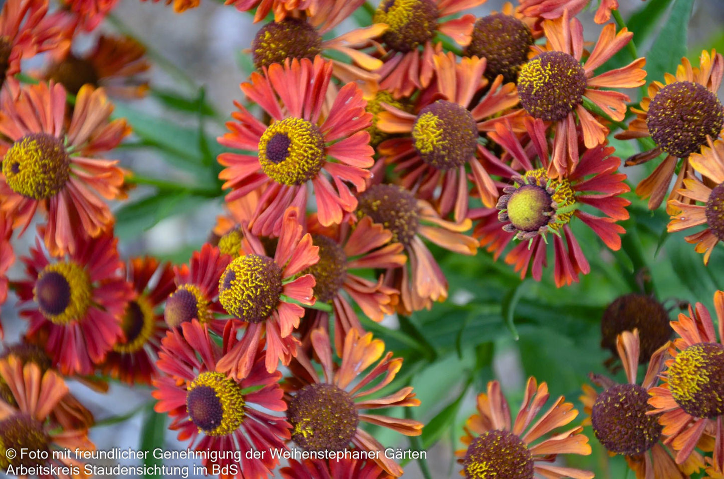 Herbst-Sonnenbraut 'Siesta' (Helenium autum. Mariachi-Ser.)