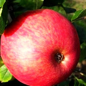 Herbstapfel 'Ahrista' (Malus)