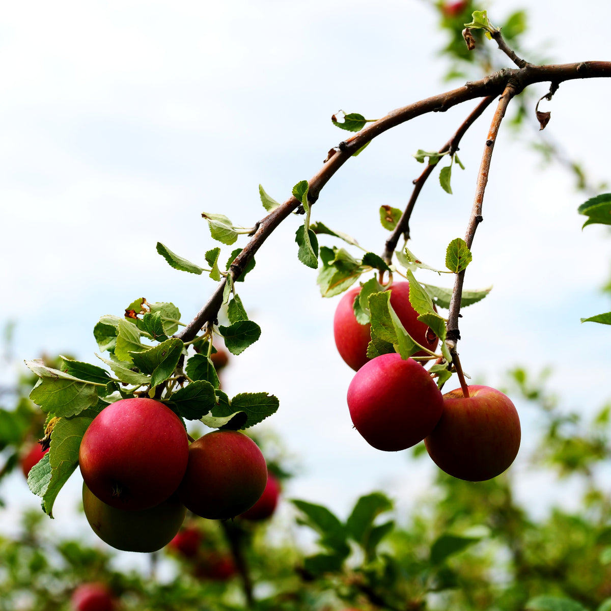 Herbstapfel 'Ahrista' (Malus)