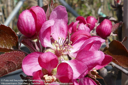 Herbstapfel 'Baya Marisa' (Malus)
