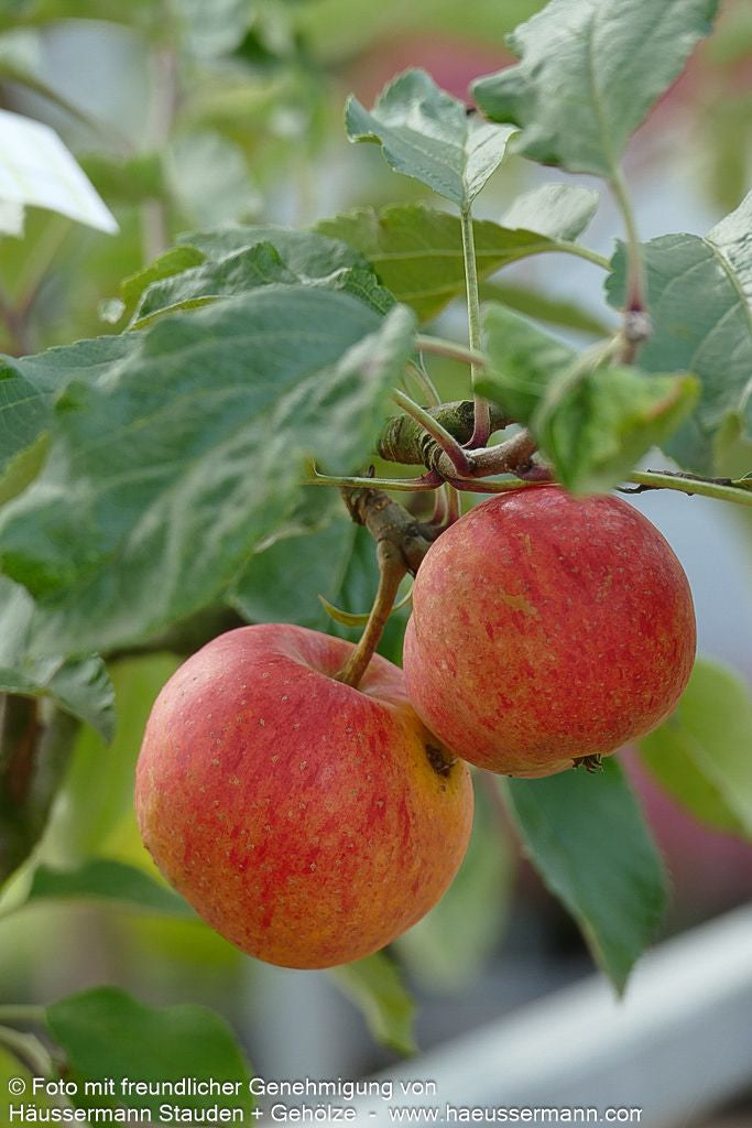 Herbstapfel 'Gala' (Malus)