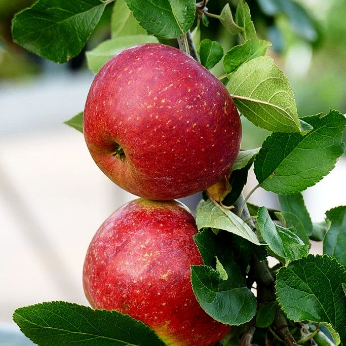 Herbstapfel 'Gewürzluikenapfel' (Malus)