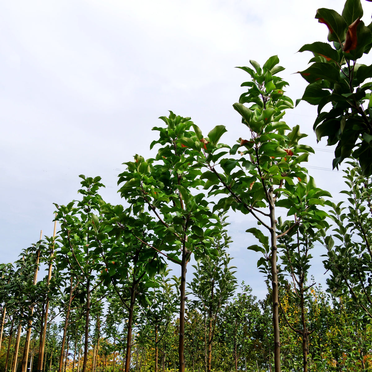 Herbstapfel 'Jakob Fischer' (Malus)