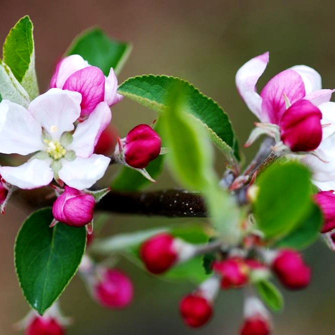 Herbstapfel 'Karneval' (Malus)