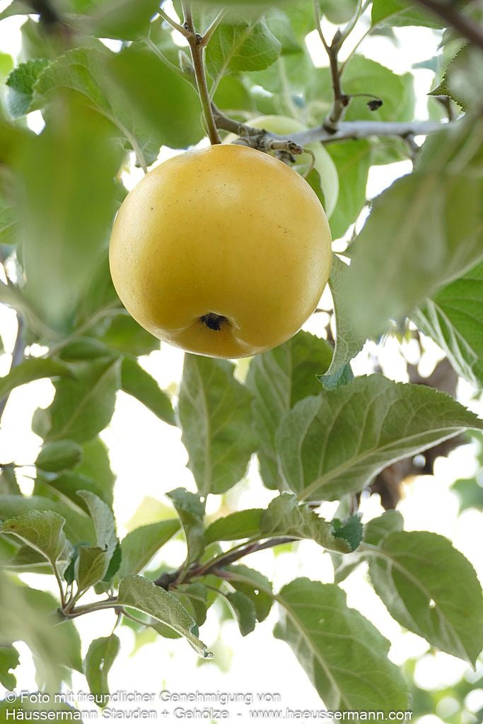 Herbstapfel 'Landsberger Renette' (Malus)