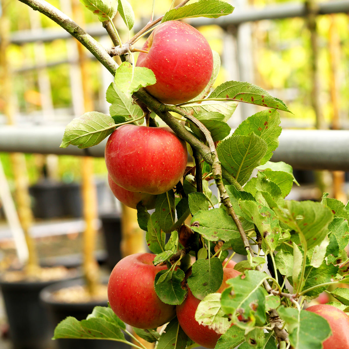 Herbstapfel 'Melrose' (Malus)