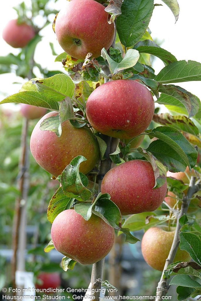 Herbstapfel 'Pilot' (Malus)