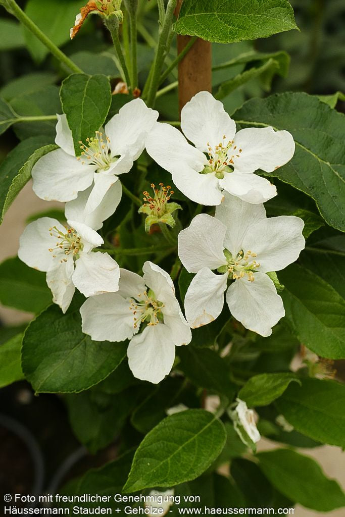Herbstapfel 'Pilot' (Malus)