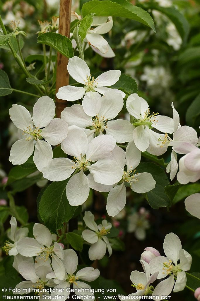 Herbstapfel 'Pinova' (Malus)