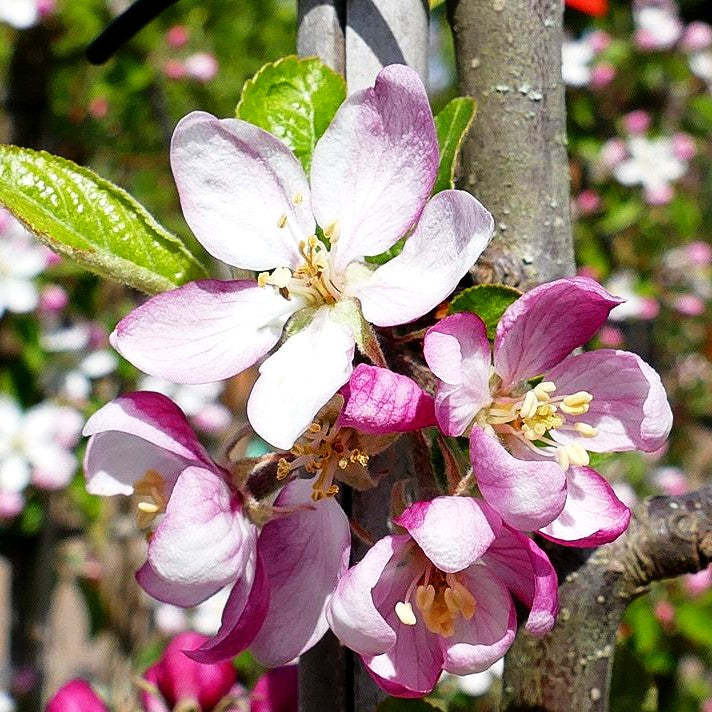Herbstapfel 'Rebella' (Malus)