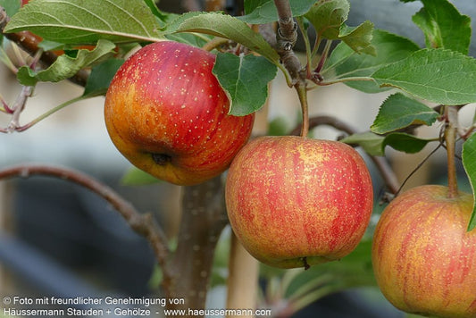 Herbstapfel 'Rubinette Rosso' (Malus)