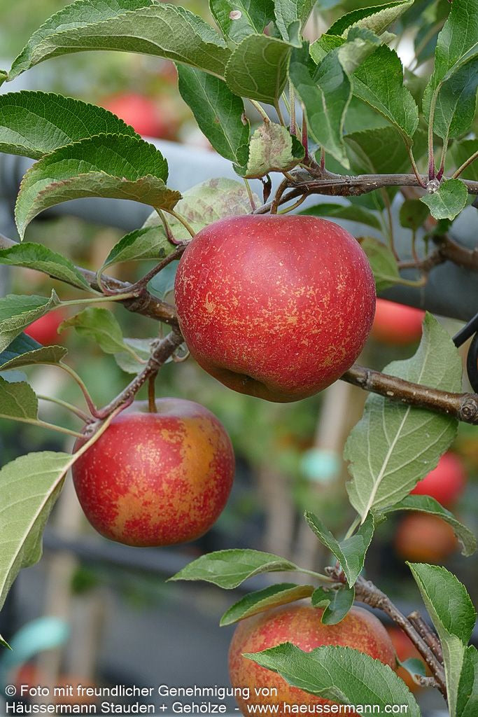 Herbstapfel 'Rubinette Rosso' (Malus)