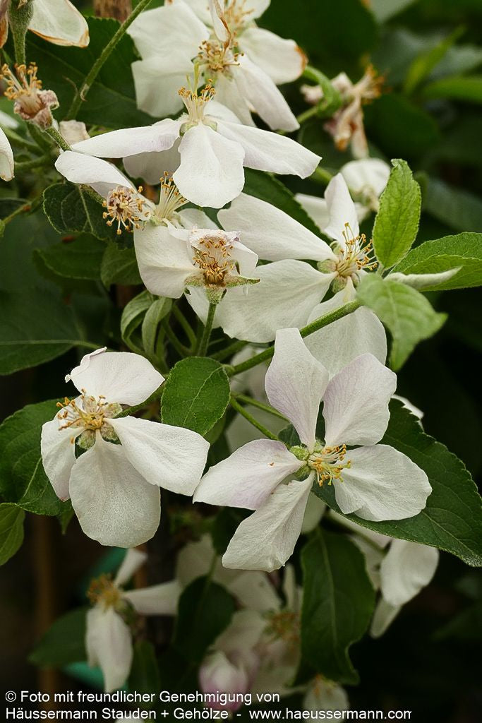 Herbstapfel 'Rubinette Rosso' (Malus)