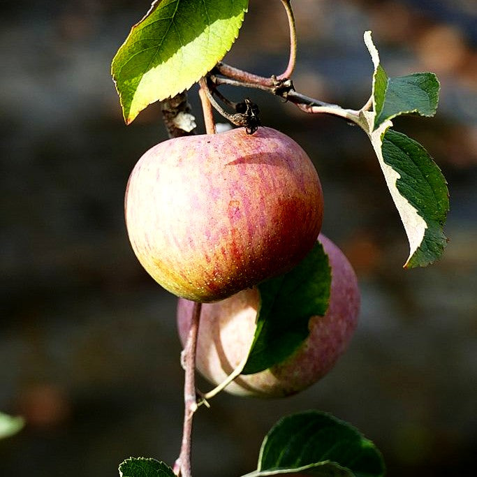 Herbstapfel 'Rubinfuji' (Malus)