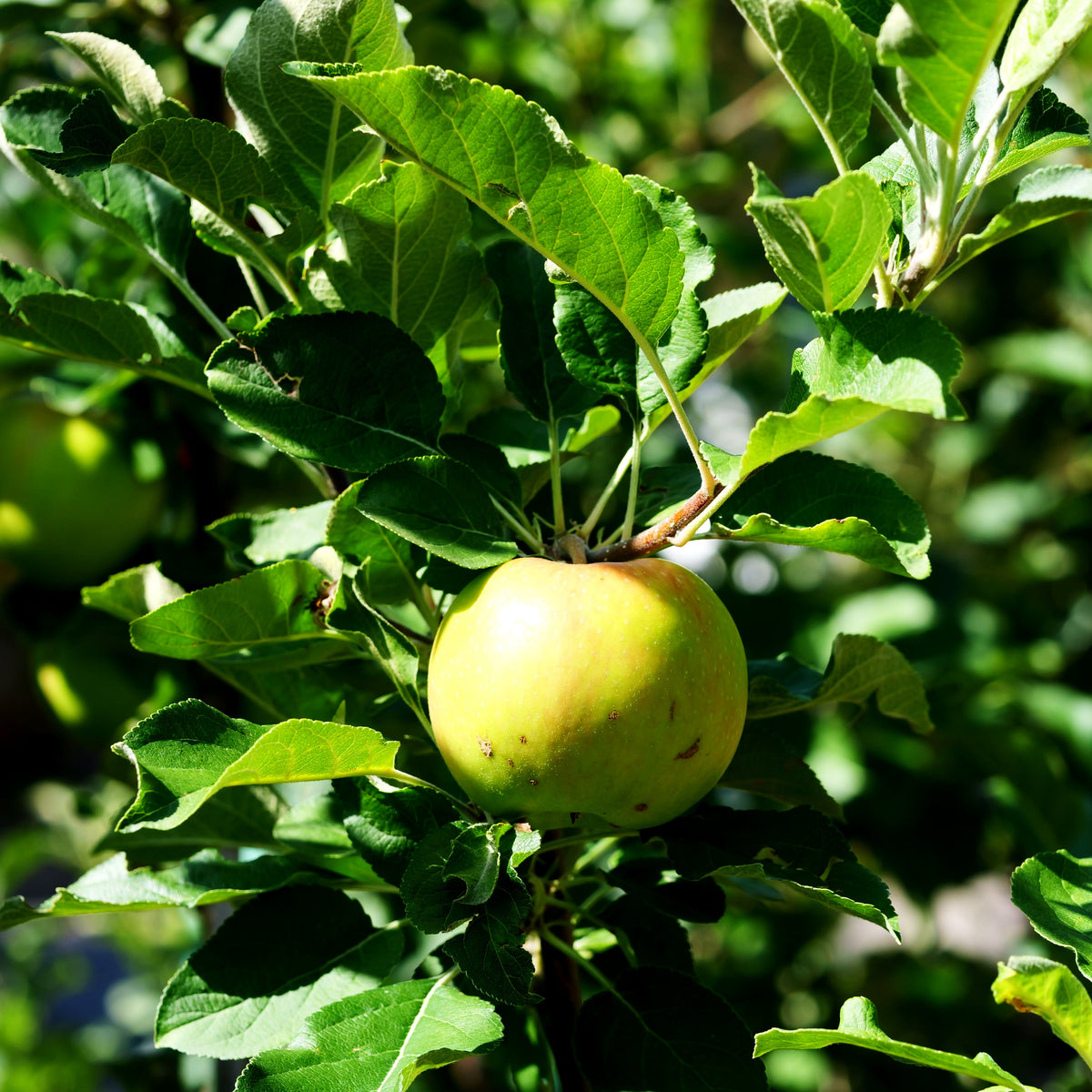 Herbstapfel 'Santana' (Malus)