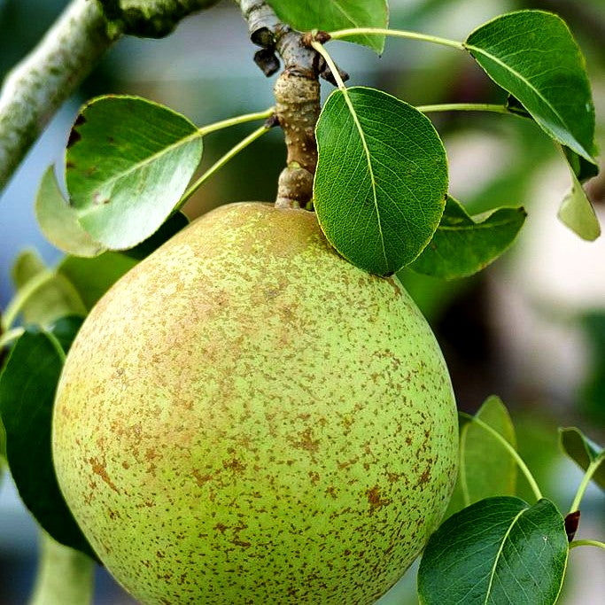 Herbstbirne 'Vereins Dechantsbirne' (Pyrus com.)