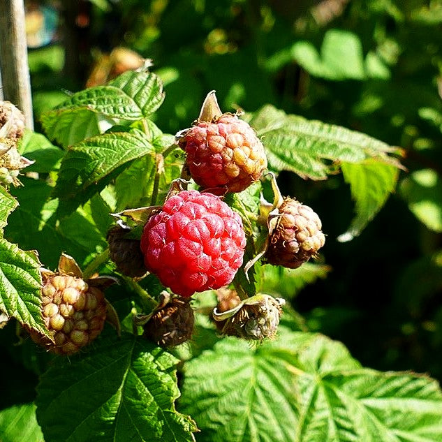 Herbsthimbeere 'Aroma-Queen' (Rubus id. II)
