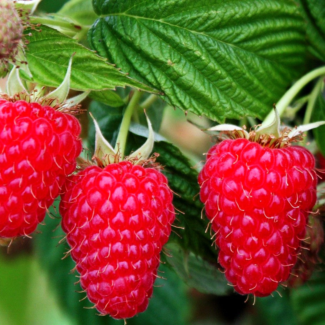 Herbsthimbeere 'Primeberry Autumn First' -R- (Rubus id.)