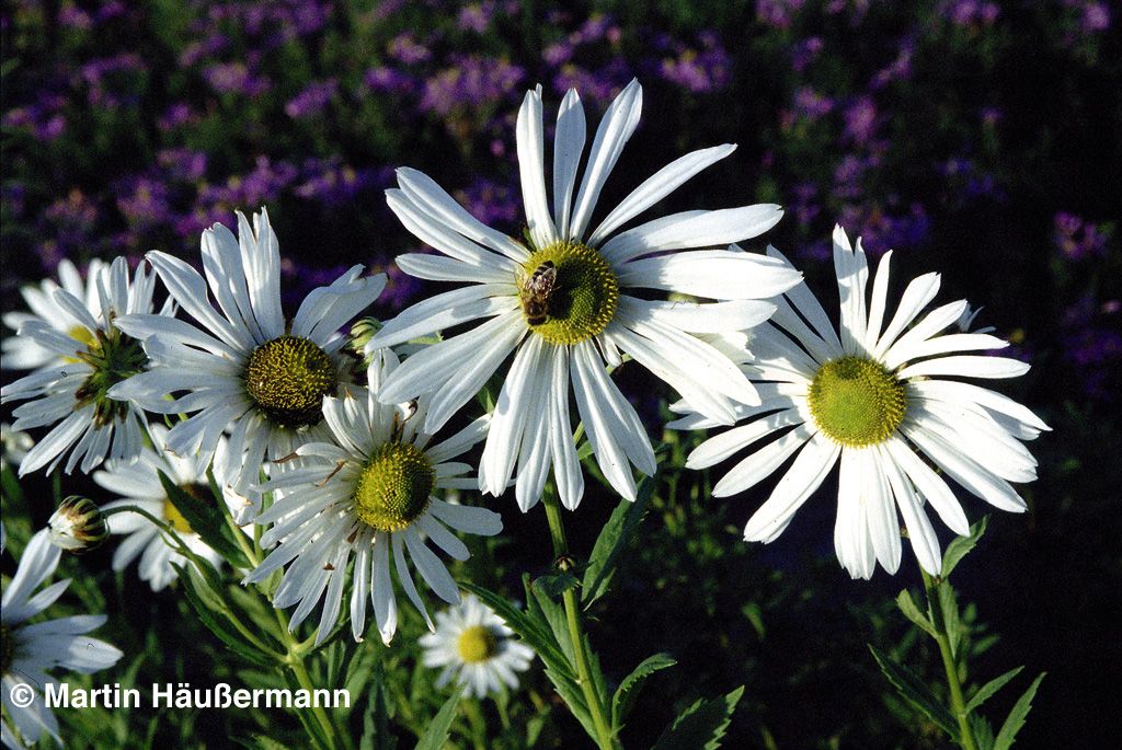 Herbstmargerite (Leucanthemella serotina)