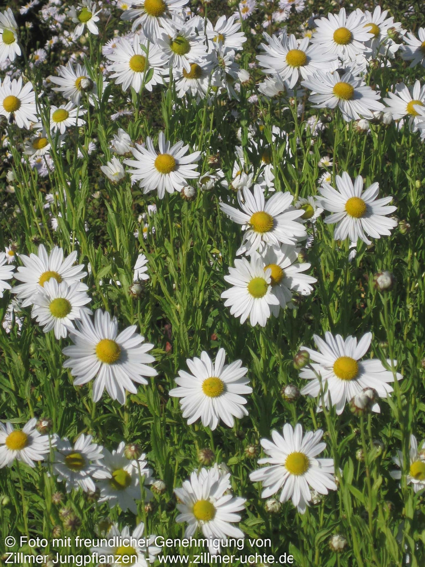 Herbstmargerite (Leucanthemella serotina)