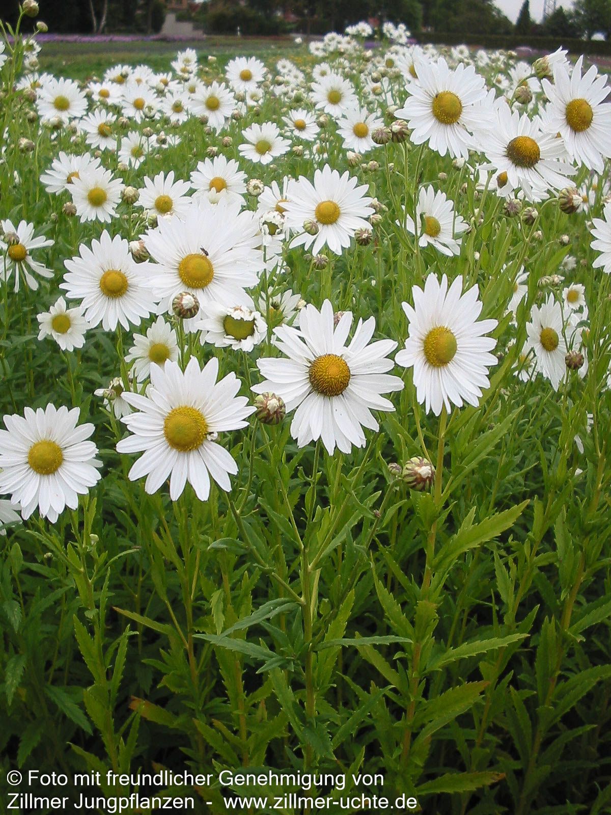 Herbstmargerite (Leucanthemella serotina)
