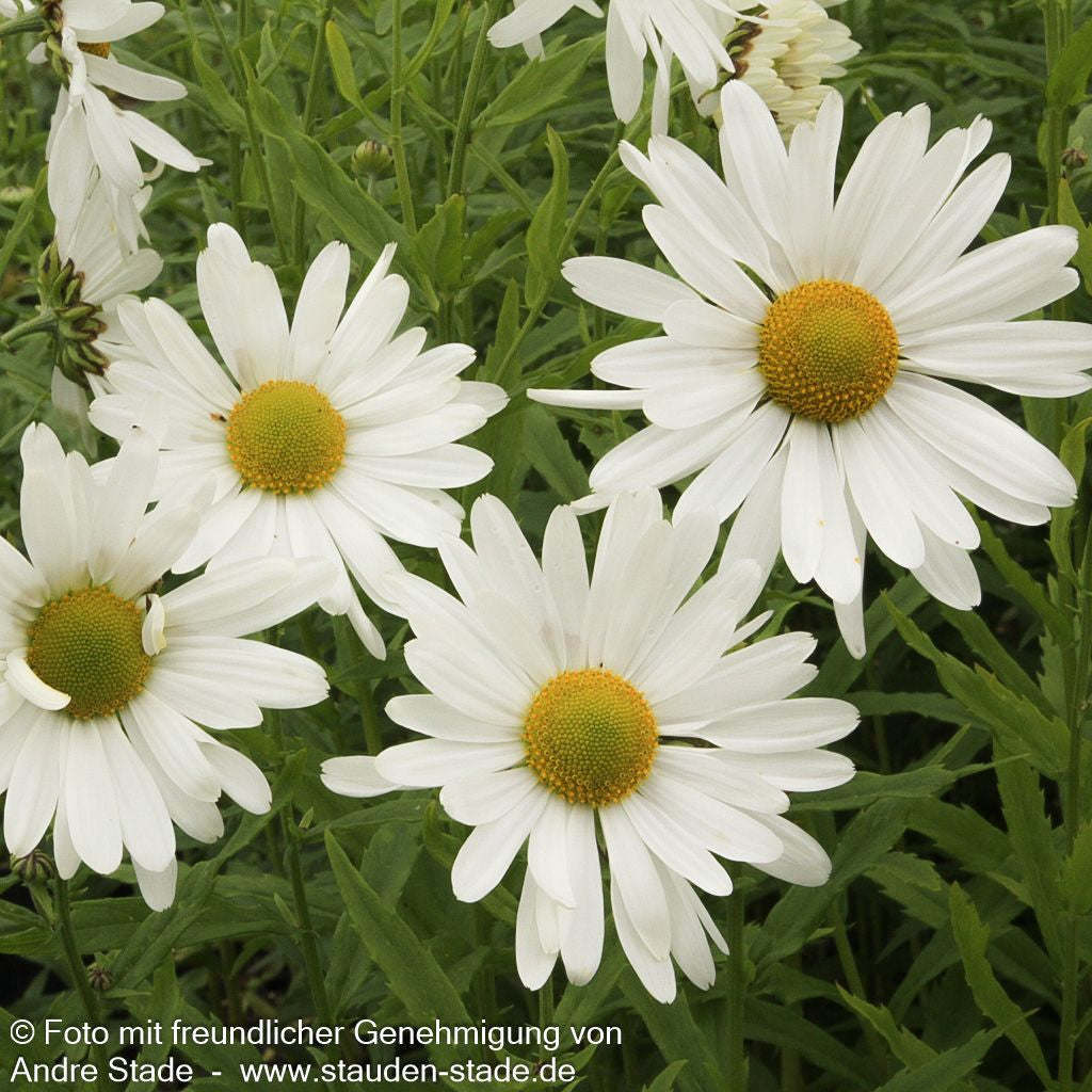 Herbstmargerite (Leucanthemella serotina)