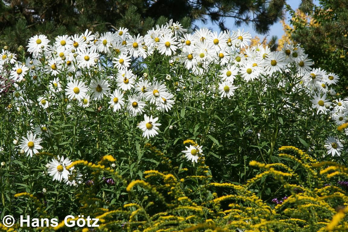 Herbstmargerite (Leucanthemella serotina)