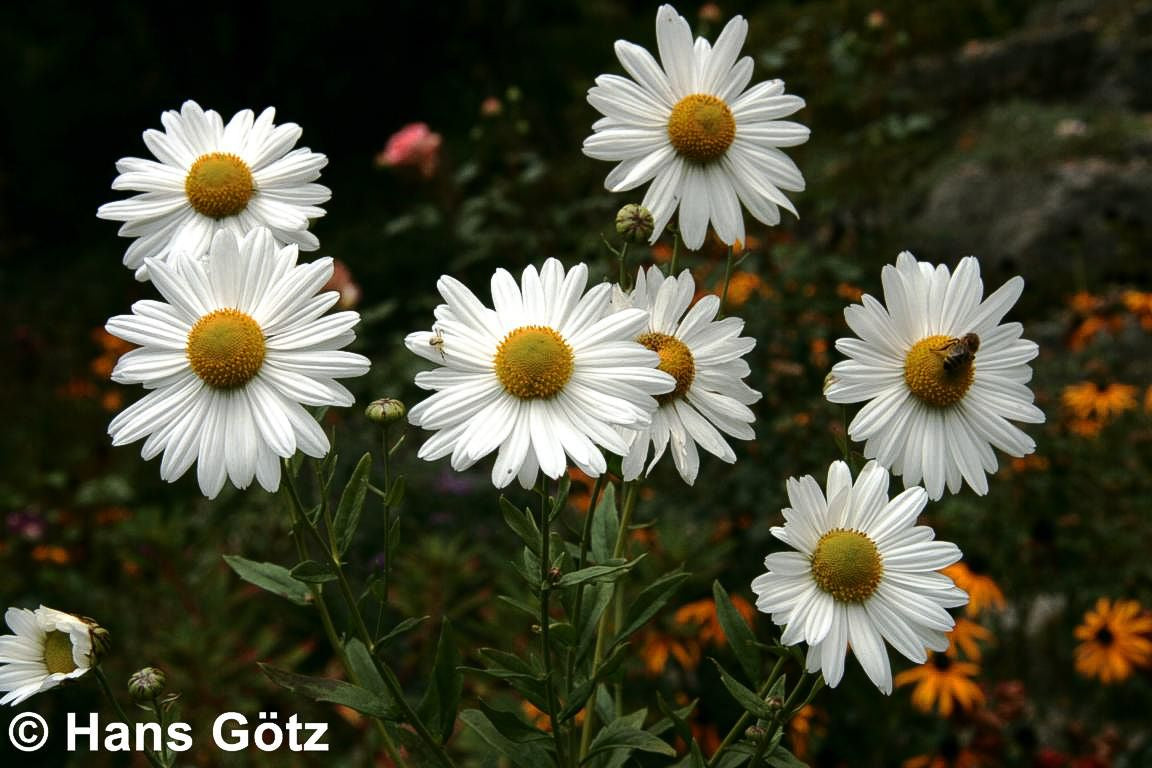 Herbstmargerite (Leucanthemella serotina)