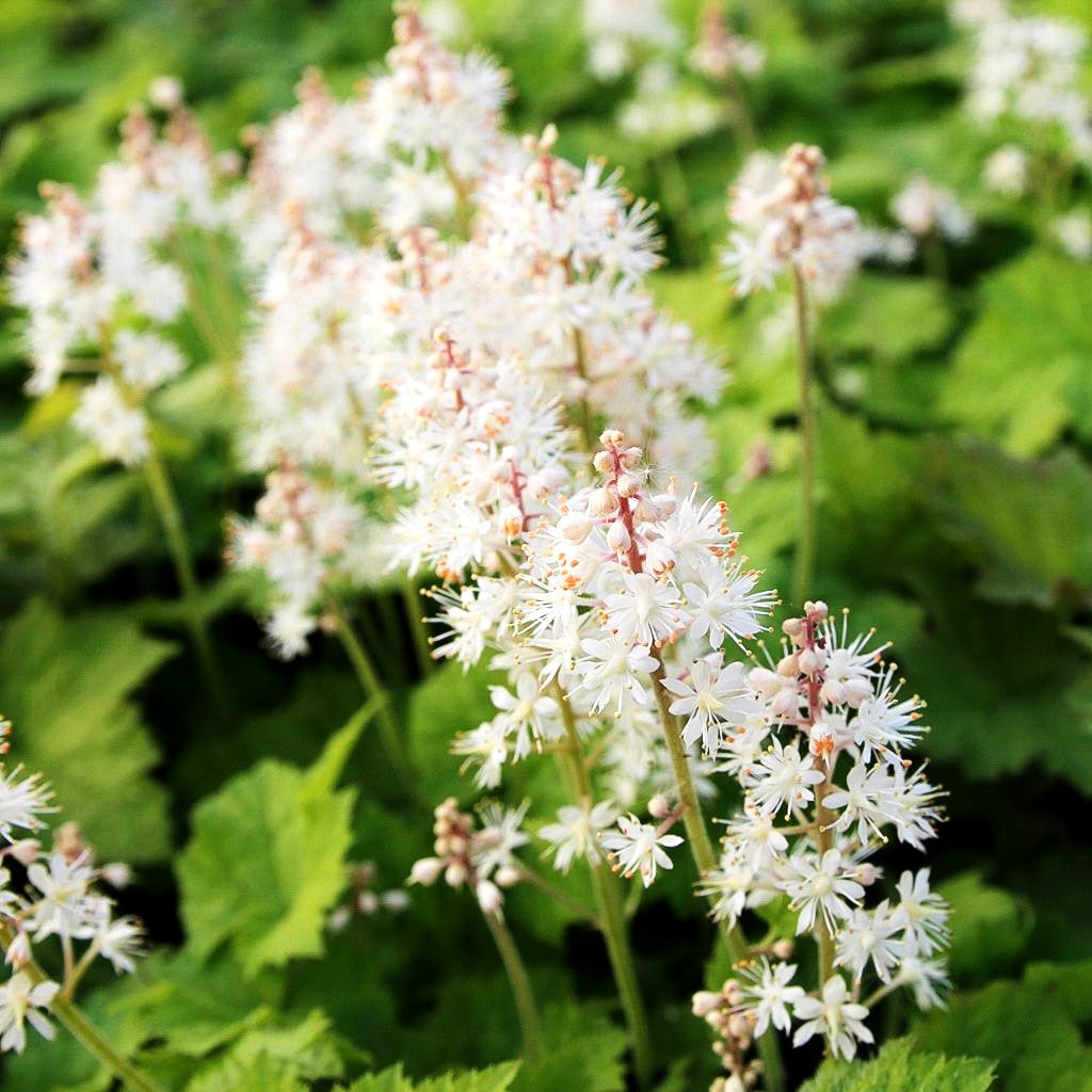 Herzblättrige Schaumblüte (Tiarella cordifolia)