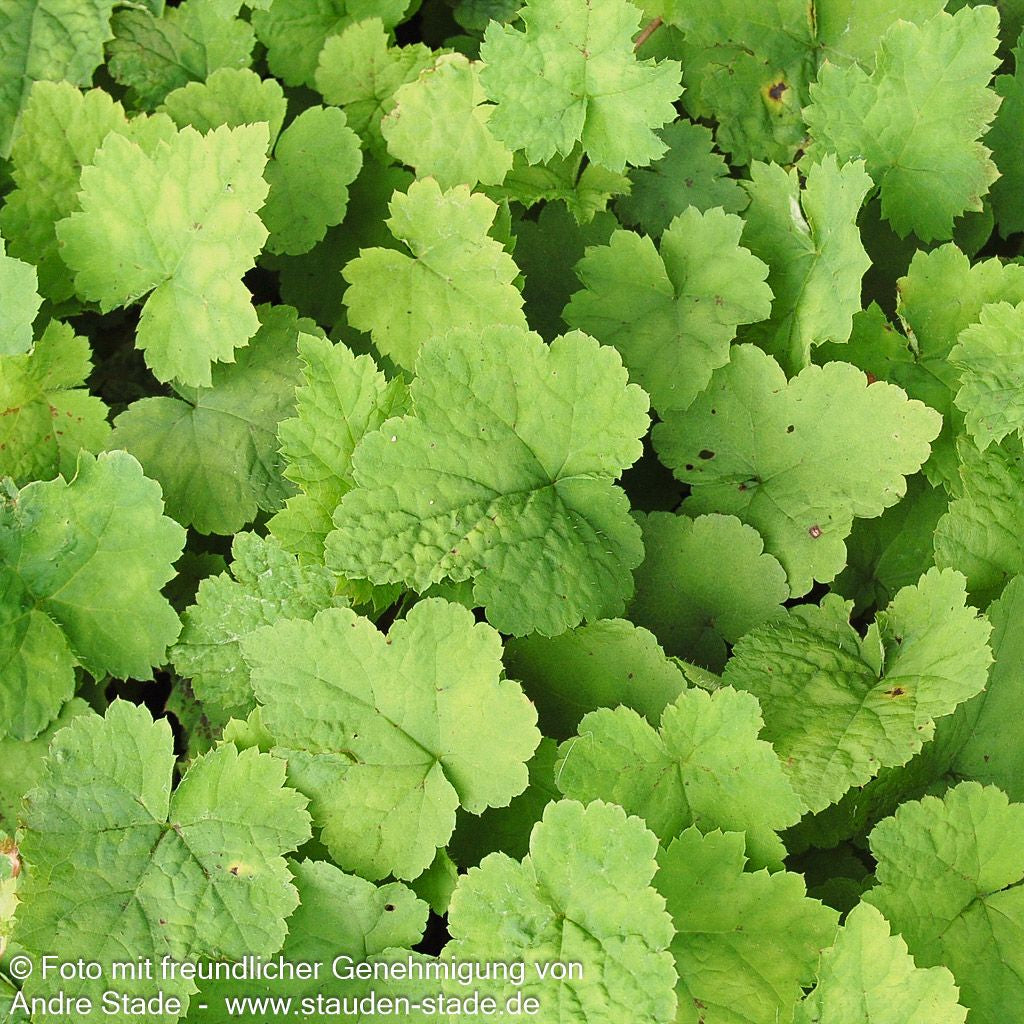Herzblättrige Schaumblüte (Tiarella cordifolia)